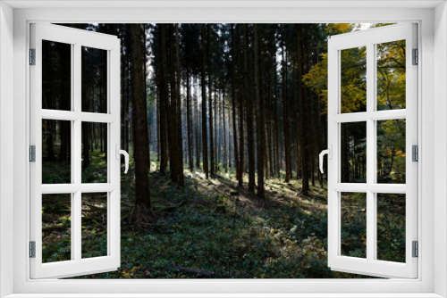 Fototapeta Naklejka Na Ścianę Okno 3D - Eifelwald