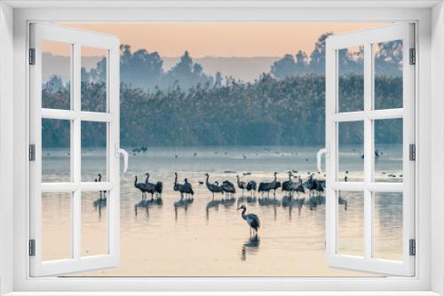 Fototapeta Naklejka Na Ścianę Okno 3D - Common cranes (Grus grus) standing in the water. Cranes Flock on the Lake at Sunrise. Fog in the early morning. Morning Landscape of Hula Valley Reserve.