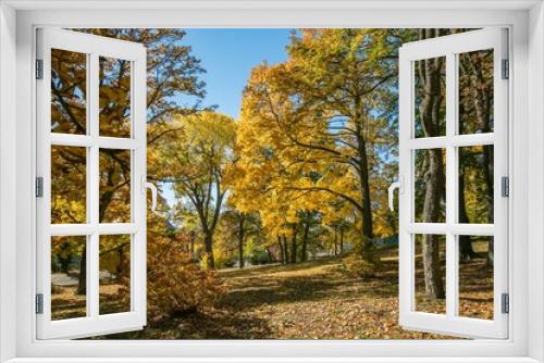 Fototapeta Naklejka Na Ścianę Okno 3D - View of scenic colorful autumn landscape with yellow and orange trees, dry leaves covering ground, bright sunny day in a city park, clear blue sky, shadows on ground