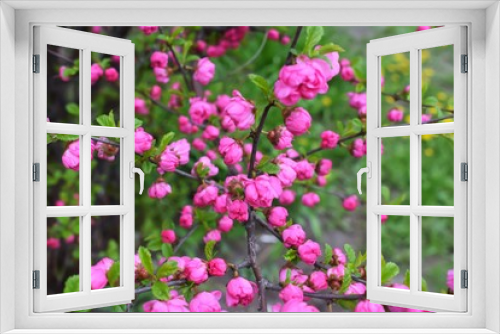 Fototapeta Naklejka Na Ścianę Okno 3D - Sakura Flower or Cherry Blossom With Beautiful Nature Background