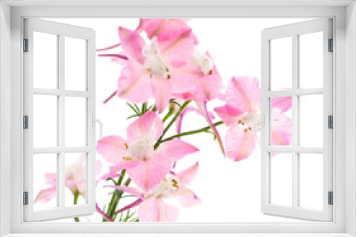Fototapeta Naklejka Na Ścianę Okno 3D - pink flowers on white background