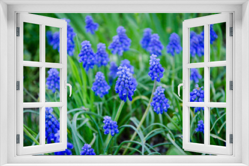 Fototapeta Naklejka Na Ścianę Okno 3D - blue flowers