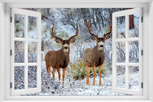 Fototapeta Naklejka Na Ścianę Okno 3D - Winter Bucks