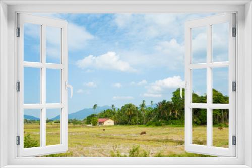 Fototapeta Naklejka Na Ścianę Okno 3D - Rice field on Langkawi island