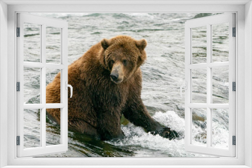 Fototapeta Naklejka Na Ścianę Okno 3D - Dark Brown Grizzly Bear at the Top of Waterfall