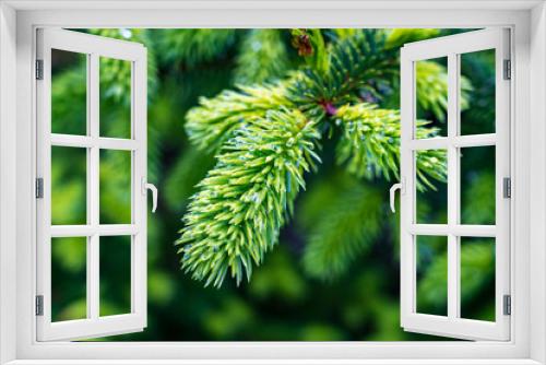 Fototapeta Naklejka Na Ścianę Okno 3D - Christmas tree branch