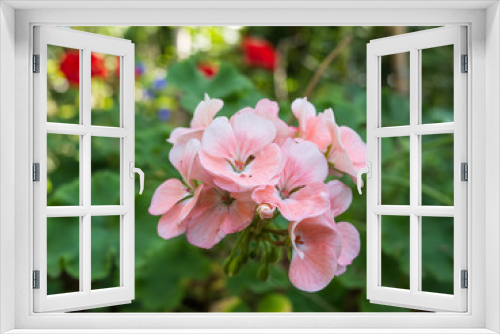 Fototapeta Naklejka Na Ścianę Okno 3D - Pink flower in garden