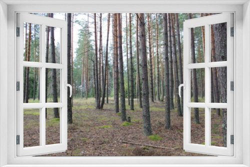 Fototapeta Naklejka Na Ścianę Okno 3D - В лесу