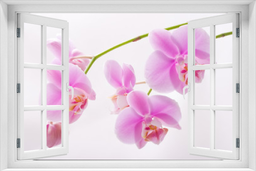 Fototapeta Naklejka Na Ścianę Okno 3D - orchid flowers on white