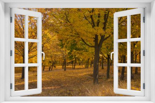Fototapeta Naklejka Na Ścianę Okno 3D - Autumn landscape. Forest at dawn. Plantations of maple trees. Trees threw off foliage. Shadows on the ground.