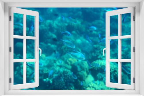Fototapeta Naklejka Na Ścianę Okno 3D - Sardine school in coral reef. Coral reef underwater photo. Mackerel shoal. Tropical seashore snorkeling or diving.