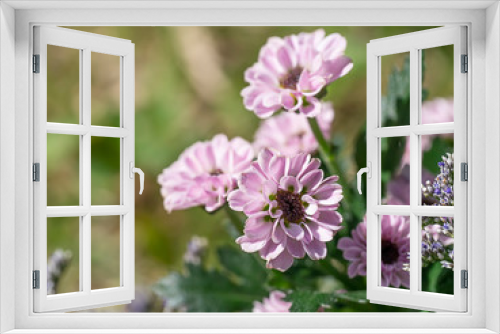 Fototapeta Naklejka Na Ścianę Okno 3D - Close up Chrysanthemum flower.