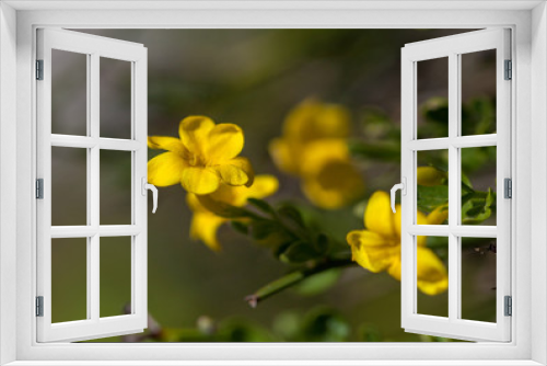 Fototapeta Naklejka Na Ścianę Okno 3D - Macrophotographie fleur sauvage - Jasmin en buisson - Jasminum fruticans