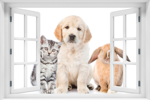 Fototapeta Naklejka Na Ścianę Okno 3D - Cat, dog and rabbit sitting together in front view. isolated on white background