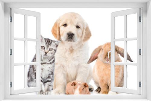 Fototapeta Naklejka Na Ścianę Okno 3D - Group of pets together in front view. isolated on white background
