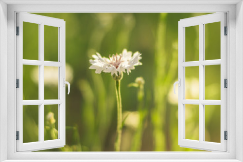 Fototapeta Naklejka Na Ścianę Okno 3D - White cornflower flower on a sunny meadow close-up.