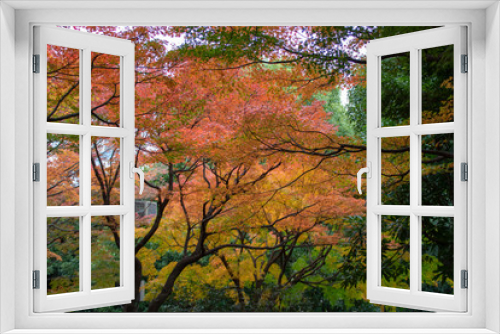 Fototapeta Naklejka Na Ścianę Okno 3D - 紅葉の写真