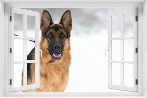 Fototapeta Naklejka Na Ścianę Okno 3D - portrait of a shepherd dog in winter