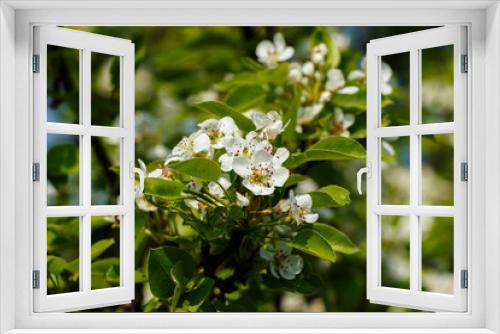 Fototapeta Naklejka Na Ścianę Okno 3D - Apple blossoms on a background of green listvy