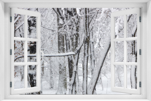 Fototapeta Naklejka Na Ścianę Okno 3D - Concept winter beauty. Hardwood. With bare trees covered with snow.