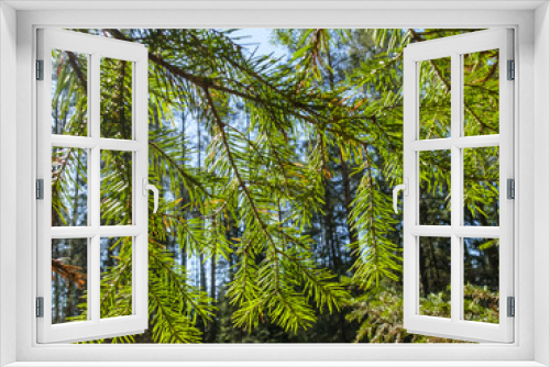 Fototapeta Naklejka Na Ścianę Okno 3D - orest through the green branches of fir