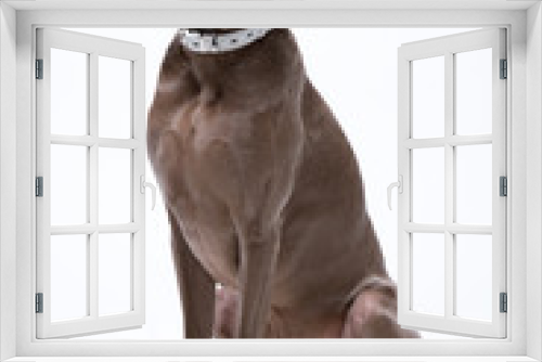 Fototapeta Naklejka Na Ścianę Okno 3D - собака на белом фоне