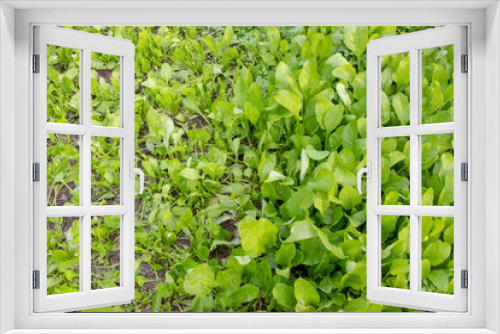 Fototapeta Naklejka Na Ścianę Okno 3D - Fresh green spinash in garden