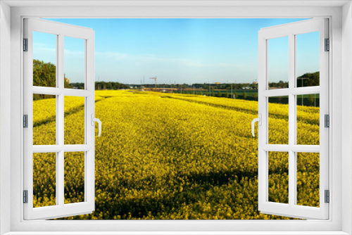 Fototapeta Naklejka Na Ścianę Okno 3D - Rapeseed field panorama