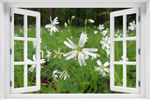 Fototapeta Naklejka Na Ścianę Okno 3D - білі квіти