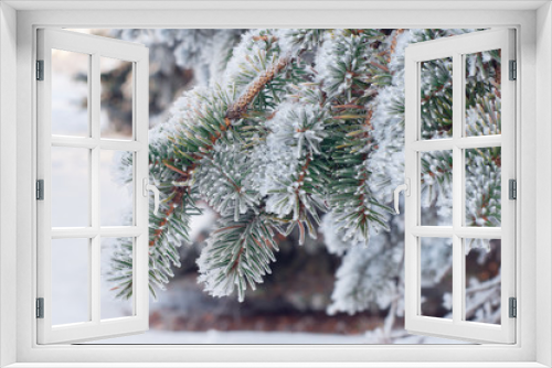 Fototapeta Naklejka Na Ścianę Okno 3D - frost covered branches of spruce close up