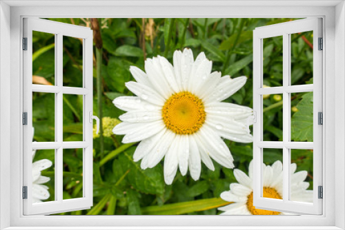 Fototapeta Naklejka Na Ścianę Okno 3D - daisies white Petals smooth and flat with orange center