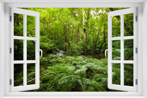 Fototapeta Naklejka Na Ścianę Okno 3D - plant tropical fern forest / nature green plant rainforest tropical jungle fern tree with stream river