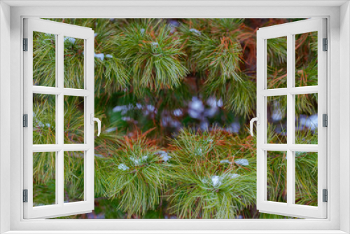 Fototapeta Naklejka Na Ścianę Okno 3D - Christmas Background with snow on beautiful green pine tree brunch closeup, selective focus, Copy space.