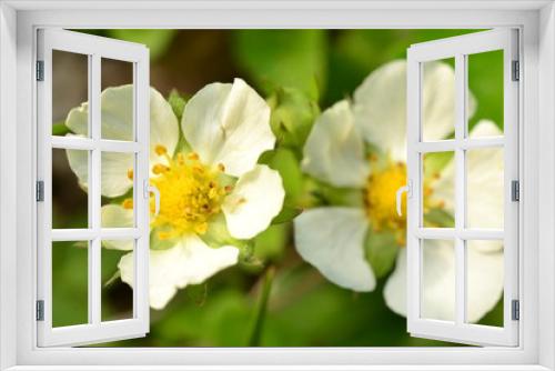 Fototapeta Naklejka Na Ścianę Okno 3D - White flower in the early spring strawberries