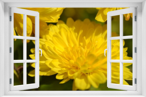 Fototapeta Naklejka Na Ścianę Okno 3D - Yellow flower closeup