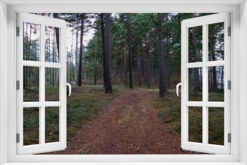 Fototapeta Naklejka Na Ścianę Okno 3D - naked pine tree forest before winter