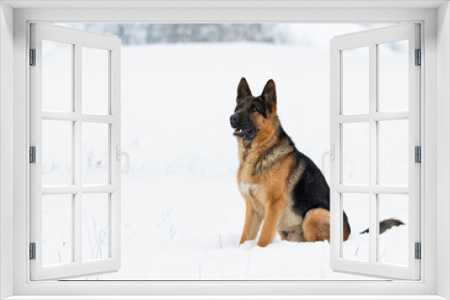 Fototapeta Naklejka Na Ścianę Okno 3D - german shepherd dog in winter