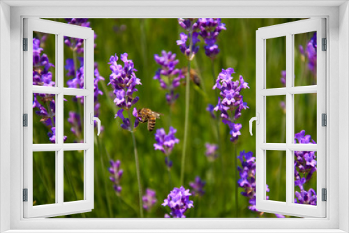 Fototapeta Naklejka Na Ścianę Okno 3D - Biene auf Nektarsuche