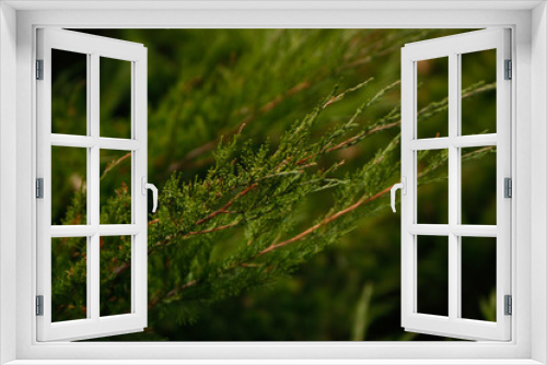 Fototapeta Naklejka Na Ścianę Okno 3D - Green park bush details.