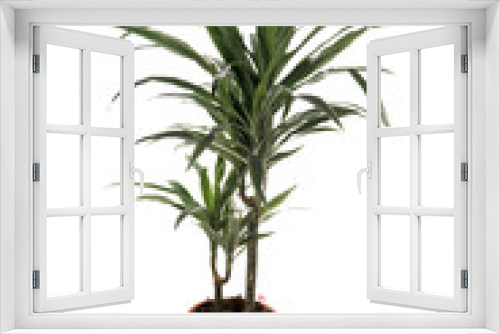 Fototapeta Naklejka Na Ścianę Okno 3D - yucca