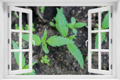 Fototapeta Naklejka Na Ścianę Okno 3D - Cannabis grow plant garden close up weed