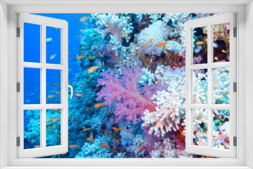 Fototapeta Naklejka Na Ścianę Okno 3D - Colorful coral reef on the bottom of tropical sea