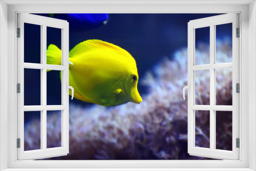Fototapeta Naklejka Na Ścianę Okno 3D - aquarium with fishes and reef