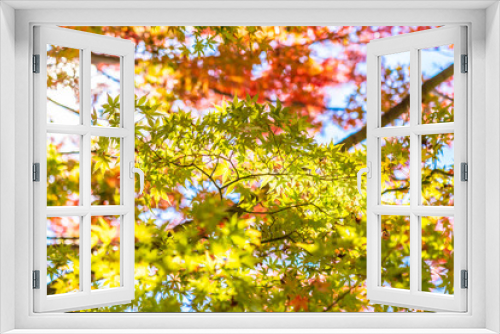 Fototapeta Naklejka Na Ścianę Okno 3D - Beautiful landscape with maple leaf tree in autumn season