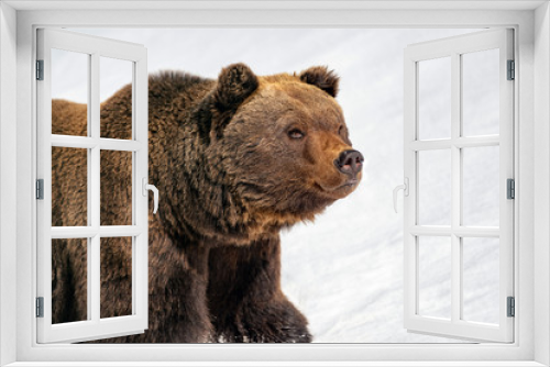 Fototapeta Naklejka Na Ścianę Okno 3D - Big brown bear in winter forest