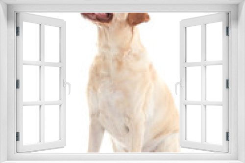 Fototapeta Naklejka Na Ścianę Okno 3D - Cute Labrador Retriever dog on white background