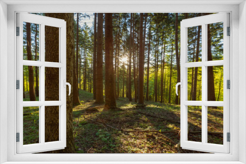 Fototapeta Naklejka Na Ścianę Okno 3D - Pine forest with sun rays in spring