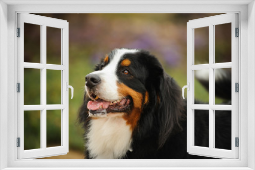 Fototapeta Naklejka Na Ścianę Okno 3D - Bernese Mountain Dog