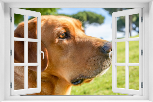Fototapeta Naklejka Na Ścianę Okno 3D - perro