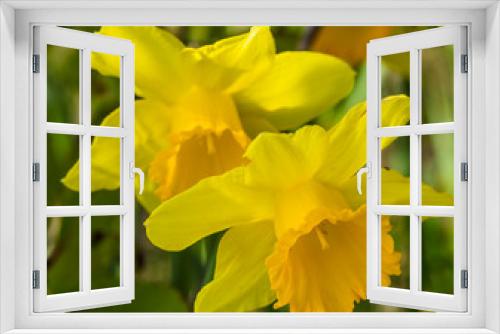 Fototapeta Naklejka Na Ścianę Okno 3D - Spring blooming yellow flower narcissus in closeup